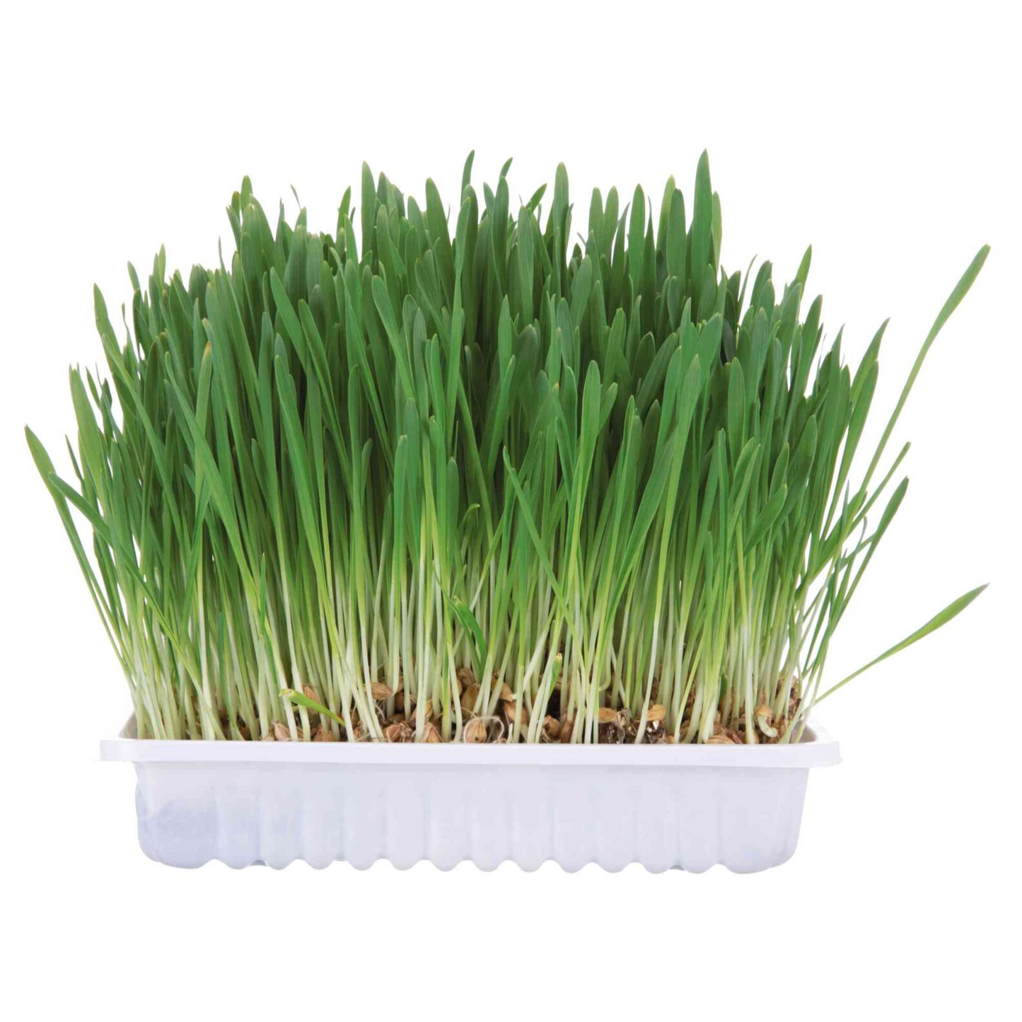 5x Nagergras, Schale 100gr