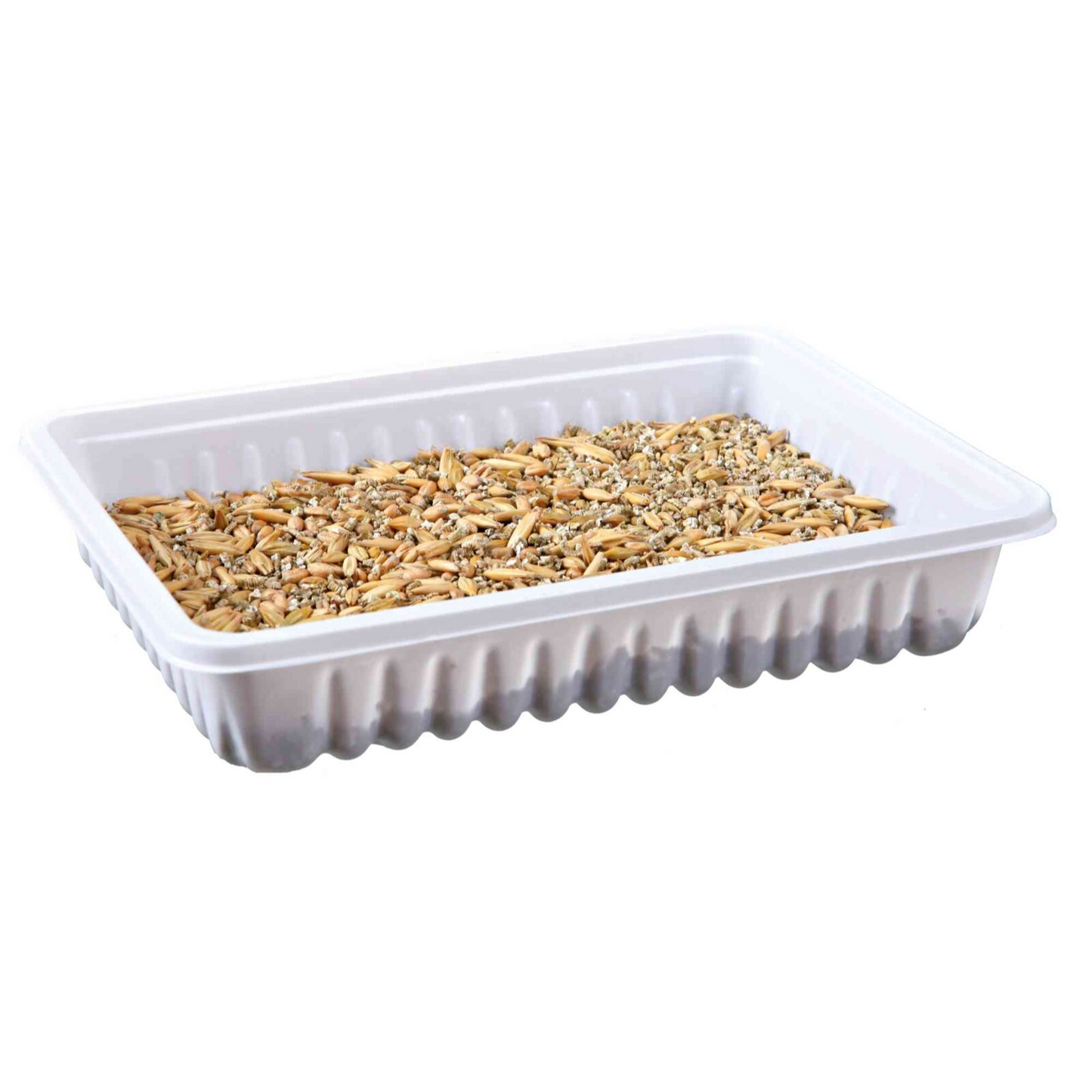 5x Nagergras, Schale 100gr